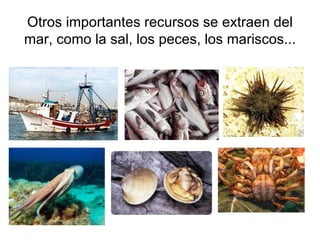 Otros importantes recursos se extraen del mar, como la sal, los peces, los mariscos... 
