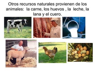Otros recursos naturales provienen de los animales:  la carne, los huevos , la  leche, la lana y el cuero. 