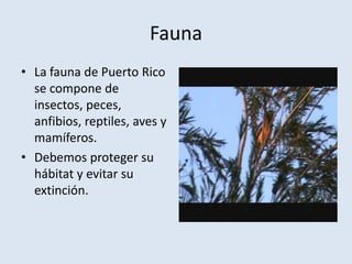 Fauna
• La fauna de Puerto Rico
  se compone de
  insectos, peces,
  anfibios, reptiles, aves y
  mamíferos.
• Debemos proteger su
  hábitat y evitar su
  extinción.
 