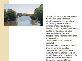 Un manglar es una agrupación de árboles que poseen ciertas adaptaciones que les permiten sobrevivir y desarrollarse en terrenos anegados (terrenos inundados o inundables) que están sujetos a intrusiones de agua salada o salobre. Entre sus adaptaciones podemos mencionar las siguientes:-Tolerancia a altos niveles de salinidad.-Raíces aéreas que estabilizan al árbol en terrenos blandos.-Semillas flotantes (plántulas).-Estructuras especializadas para permitir la entrada de oxígeno y la salida de bióxido de carbono (lentícelas y neumatóforos).
