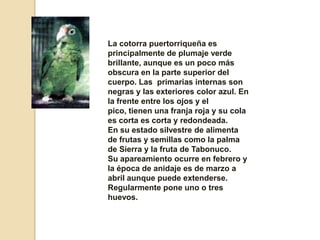 La cotorra puertorriqueña es principalmente de plumaje verde brillante, aunque es un poco más obscura en la parte superior del cuerpo. Las  primarias internas son negras y las exteriores color azul. En la frente entre los ojos y el pico, tienen una franja roja y su cola es corta es corta y redondeada.En su estado silvestre de alimenta de frutas y semillas como la palma de Sierra y la fruta de Tabonuco.Su apareamiento ocurre en febrero y la época de anidaje es de marzo a abril aunque puede extenderse. Regularmente pone uno o tres huevos.
