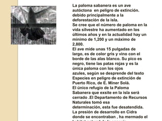 La paloma sabanera es un ave autóctona  en peligro de extinción. debido principalmente a la deforestación de la isla.Se cree que el número de paloma en la vida silvestre ha aumentado en los últimos años y en la actualidad hay un mínimo de 1,200 y un máximo de 2,800.El ave mide unas 15 pulgadas de largo, es de color gris y vino con el borde de las alas blanco. Su pico es negro, tiene las patas rojas y es la única paloma con los ojos azules, según se desprende del texto Especies en peligro de extinción de Puerto Rico, de E. MinerSolá. El único refugio de la Paloma Sabanera que exsite en la isla será cerrado .El Departamento de Recursos Naturales tomó esa determinación, esta fue desatendida. La presión de desarrollo en Cidra donde se encontraban , ha mermado el habitat natural de la especie.