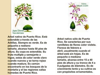 Arbol nativo de Puerto Rico. Está extendido a través de las Antillas. Siempre es verde. Es de pequeño a nediano tamaño, alcanza hasta 50 pies de altura. Su copa es extendida. Su fruto multiple y semejante a higos, estos de color verde claro cuando nuevos y se torna rojizo cuando madura. Es común encontrarlo en los bosques de la montaña y el las regiones caliza húmedas de Puerto Rico.Arbol nativo sólo de Puerto Rico. Se caracteriza por sus ramilletes de flores color violeta. Florece de febrero a abril, usualmente cuando el árbol está sin hojas. Es de pequeño o mediano tamaño, alcanza entre 15 a 40 pies de altura y su tronco de 4 a 8 pulgadas de diámetro. Es de crecimiento lento y su cultivo es con propósitos ornamentales.