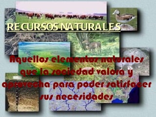 Aquellos elementos naturales que la sociedad valora y aprovecha para poder satisfacer sus necesidades RECURSOS NATURALES 