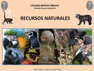COLEGIO BERTOLT BRECHT
     Forjando la nueva educación




RECURSOS NATURALES




     Prof. Marco Antonio Sicha Pérez
 