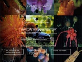 El Ecuador alberga mayor cantidad de especies de
                         animales y plantas por kilometro cuadrado.



                              70% de la biodiversidad total del planeta .




                         (Australia, Brasil, China, Colombia, Ecuador, Estados
                         Unidos, India, Indonesia, Madagascar, México, Perú y
                         Republica Democrática del Congo).



                         El Ecuador alberga mayor cantidad de especies de
                         animales y plantas por kilometro cuadrado.



                         En 1988 se identificaron diez zonas de alta prioridad para
                         la conservación.

Los Andes tropicales                  Bosques Húmedos                         Bosques Occidentales
(Amazonia Occidental).                tropicales (Esmeraldas y
                                      Región del Chocó).
 