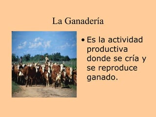 La Ganadería
      • Es la actividad
        productiva
        donde se cría y
        se reproduce
        ganado.
 