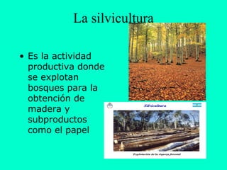 La silvicultura

• Es la actividad
  productiva donde
  se explotan
  bosques para la
  obtención de
  madera y
  subproductos
  como el papel
 
