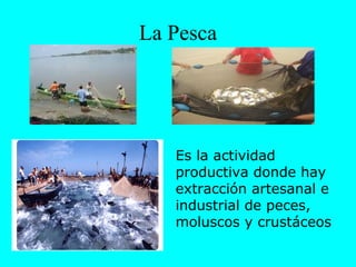 La Pesca




   Es la actividad
   productiva donde hay
   extracción artesanal e
   industrial de peces,
   moluscos y crustáceos
 