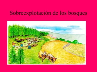 Sobreexplotación de los bosques
 