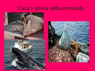 Caza y pesca indiscriminada
 