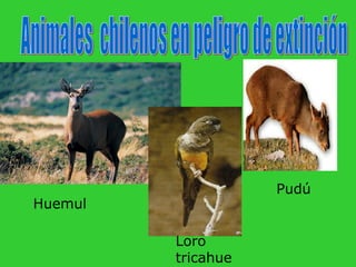 Pudú
Huemul

         Loro
         tricahue
 