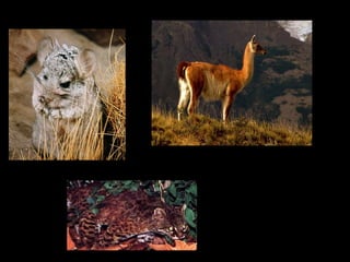 Guanaco
Chinchilla




             Guiña
 