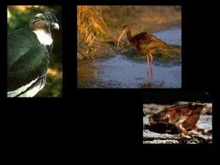 Cuervo
Cóndor
andino   del
         pantano


                   Ranita de
                   Darwin
 