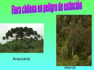 Araucaria

            Alerce
 