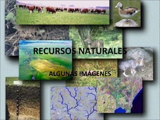RECURSOS NATURALES
ALGUNAS IMÁGENES
 