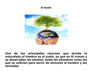 Uno de los principales recursos que brinda la
naturaleza al hombre es el suelo, ya que en él crecen y
se desarrollan las plantas, tanto las silvestres como las
que se cultivan para servir de alimento al hombre y los
animales.
El Suelo
 