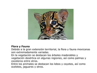 Flora y Fauna
Debido a la gran extensión territorial, la flora y fauna mexicanas
son extremadamente variadas.
En la vegetación se destacan los árboles maderables y
vegetación desértica en algunas regiones, así como palmas y
cocoteros entre otros.
Entre los animales se destacan los lobos y coyotes, así como
ocelotes, jaguares y otros.
 