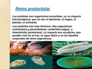 Reino protoctista:
Los protistas son organismos eucariotas, en su mayoría
microscópicos, que no son ni bacterias, ni hogos, ni
plantas, ni animales.
Los protistas son muy diversos. Hay organismos
unicelulares y pluricelulares; autótrofos (algas) y
heterótrofos (protozoos). La mayoría son acuáticos, que
pueden vivir en el mar, en agua dulce y en los líquidos
corporales de otros organismos.
 