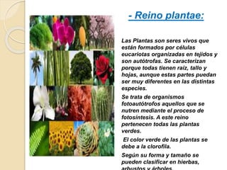 Las Plantas son seres vivos que
están formados por células
eucariotas organizadas en tejidos y
son autótrofas. Se caracterizan
porque todas tienen raíz, tallo y
hojas, aunque estas partes puedan
ser muy diferentes en las distintas
especies.
Se trata de organismos
fotoautótrofos aquellos que se
nutren mediante el proceso de
fotosíntesis. A este reino
pertenecen todas las plantas
verdes.
El color verde de las plantas se
debe a la clorofila.
Según su forma y tamaño se
pueden clasificar en hierbas,
- Reino plantae:
 