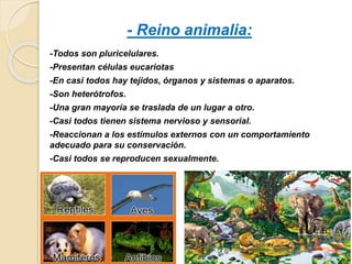 -Todos son pluricelulares.
-Presentan células eucariotas
-En casi todos hay tejidos, órganos y sistemas o aparatos.
-Son heterótrofos.
-Una gran mayoría se traslada de un lugar a otro.
-Casi todos tienen sistema nervioso y sensorial.
-Reaccionan a los estímulos externos con un comportamiento
adecuado para su conservación.
-Casi todos se reproducen sexualmente.
- Reino animalia:
 