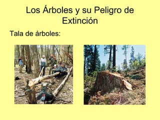 Los Árboles y su Peligro de
Extinción
Tala de árboles:
 