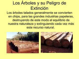 Los Árboles y su Peligro de
Extinción
Los árboles talados generalmente se convierten
en chips, para las grandes industrias papeleras,
destruyendo de este modo el equilibrio de
nuestra naturaleza y extinguiendo cada vez más
este recurso natural.
 