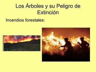 Los Árboles y su Peligro de
Extinción
Incendios forestales:
 