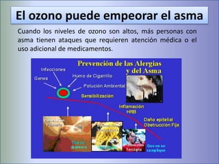 El ozono puede empeorar el asma
Cuando los niveles de ozono son altos, más personas con
asma tienen ataques que requieren atención médica o el
uso adicional de medicamentos.
 