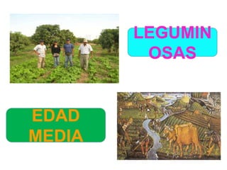 LEGUMIN
OSAS
EDAD
MEDIA
 
