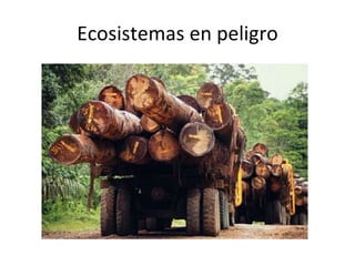 Ecosistemas en peligro 