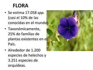 FLORA Se estima 17.058  spp.  (casi el 10% de las conocidas en el mundo). Taxonómicamente,  el  25% de familias de plantas existentes en el País.  Alrededor de 1.200 especies de helechos y 3.251 especies de orquídeas. 