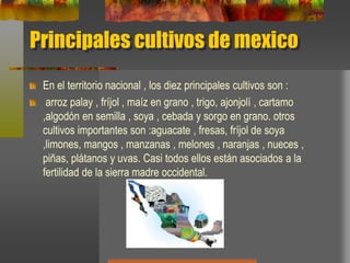 Principales cultivos de mexico
En el territorio nacional , los diez principales cultivos son :
arroz palay , fríjol , maíz en grano , trigo, ajonjolí , cartamo
,algodón en semilla , soya , cebada y sorgo en grano. otros
cultivos importantes son :aguacate , fresas, fríjol de soya
,limones, mangos , manzanas , melones , naranjas , nueces ,
piñas, plátanos y uvas. Casi todos ellos están asociados a la
fertilidad de la sierra madre occidental.
 