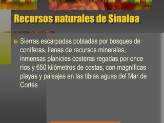 Recursos naturales de Sinaloa
Sierras escarpadas pobladas por bosques de
coníferas, llenas de recursos minerales,
inmensas planicies costeras regadas por once
ríos y 650 kilómetros de costas, con magníficas
playas y paisajes en las tibias aguas del Mar de
Cortés
 