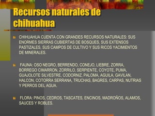 Recursos naturales de
chihuahua
CHIHUAHUA CUENTA CON GRANDES RECURSOS NATURALES: SUS
ENORMES SIERRAS CUBIERTAS DE BOSQUES, SUS EXTENSOS
PASTIZALES, SUS CAMPOS DE CULTIVO Y SUS RICOS YACIMIENTOS
DE MINERALES.
FAUNA: OSO NEGRO, BERRENDO, CONEJO, LIEBRE, ZORRA,
BORREGO CIMARRON, ZORRILO, SERPIENTE, COYOTE, PUMA,
GUAJOLOTE SILVESTRE, CODORNIZ, PALOMA, AGUILA, GAVILAN,
HALCON, COTORRA SERRANA, TRUCHAS, BAGRES, CARPAS, NUTRIAS
Y PERROS DEL AGUA.
FLORA: PINOS, CEDROS, TASCATES, ENCINOS, MADROÑOS, ALAMOS,
SAUCES Y ROBLES.
 