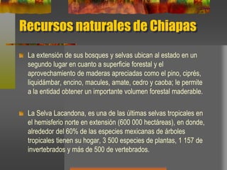 Recursos naturales de Chiapas
La extensión de sus bosques y selvas ubican al estado en un
segundo lugar en cuanto a superficie forestal y el
aprovechamiento de maderas apreciadas como el pino, ciprés,
liquidámbar, encino, macules, amate, cedro y caoba; le permite
a la entidad obtener un importante volumen forestal maderable.
La Selva Lacandona, es una de las últimas selvas tropicales en
el hemisferio norte en extensión (600 000 hectáreas), en donde,
alrededor del 60% de las especies mexicanas de árboles
tropicales tienen su hogar, 3 500 especies de plantas, 1 157 de
invertebrados y más de 500 de vertebrados.
 