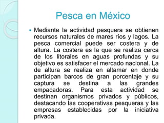 Pesca en México
 Mediante la actividad pesquera se obtienen
recursos naturales de mares ríos y lagos. La
pesca comercial puede ser costera y de
altura. La costera es la que se realiza cerca
de los litorales en aguas profundas y su
objetivo es satisfacer el mercado nacional. La
de altura se realiza en altamar en donde
participan barcos de gran porcentaje y su
captura se destina a las grandes
empacadoras. Para esta actividad se
destinan organismos privados y públicos,
destacando las cooperativas pesqueras y las
empresas establecidas por la iniciativa
privada.
 