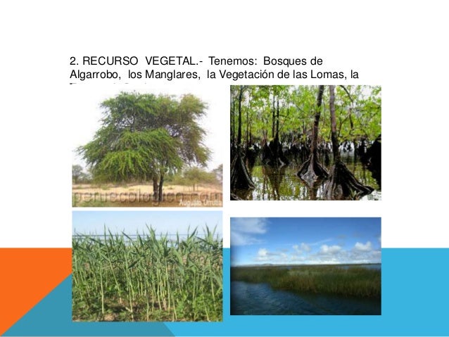 Resultado de imagen para riquezas naturales de la costa
