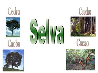 Cacao Caucho Caoba Cedro Selva