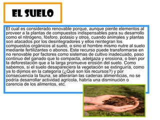 EL SUELO
El cual es considerado renovable porque, aunque pierde elementos al
proveer a la plantas de compuestos indispensables para su desarrollo
como el nitrógeno, fósforo, potasio y otros, cuando animales y plantas
son atacados por los desintegradores y ellos reintegran los
compuestos orgánicos al suelo, o sino el hombre mismo nutre al suelo
mediante fertilizantes o abonos. Este recurso puede transformarse en
no renovable por factores como sistemas de cultivo inadecuado, paso
continuo del ganado que lo compacta, adelgaza y erosiona, o bien por
la deforestación que a la larga promueve erosión del suelo. Como
sabemos, si el suelo desapareciera la vegetación se extinguiría, como
ya lo dijimos en la categoría (¿Qué son los recursos?) y por
consecuencia la fauna, se alterarían las cadenas alimenticias, no se
podría desarrollar actividad agrícola, habría una disminución o
carencia de los alimentos, etc.
 