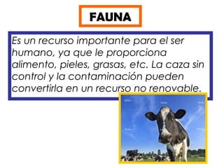 FAUNA
Es un recurso importante para el ser
humano, ya que le proporciona
alimento, pieles, grasas, etc. La caza sin
control y la contaminación pueden
convertirla en un recurso no renovable.
 