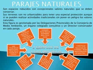 Son espacios reducidos con excepcionales valores naturales que se deben
conservar.
Sus terrenos son no urbanizables para tener una especial protección aunque
si se pueden realizar actividades tradicionales sin poner en peligro los valores
naturales.
Esta figura es gestionada por las Delegaciones Provinciales de la Consejería de
Medio Ambiente, un órgano colegiado consultivo y un Director-conservador
en cada paraje.
JAEN
Paraje Natural
Laguna Grande
Paraje Natural
Cascada de la
Cimbarra
CADIZ Paraje
Natural Isla del
Trobadero Paraje
Natural Marismas
de Sancti Petri
GRANADA
Paraje Natural
Acantilados
Maro-Cerro
Gordo
 