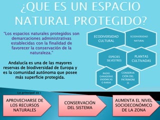 “Los espacios naturales protegidos son
demarcaciones administrativas
establecidas con la finalidad de
favorecer la conservación de la
naturaleza.”
Lo principal es :
Andalucía es una de las mayores
reservas de biodiversidad de Europa y
es la comunidad autónoma que posee
más superficie protegida.
ECODIVERSIDAD
NATURAL
ECODIVERSIDAD
CULTURAL
ESPECIES
SILVESTRES
PLANTAS
CULTIVADAS
CONSERVA
CIÓN DEL
PATRIMONI
O
RAZAS
GANADERAS
ENDÉMICAS
O RARAS
APROVECHARSE DE
LOS RECURSOS
NATURALES
CONSERVACIÓN
DEL SISTEMA
AUMENTA EL NIVEL
SOCIOECONÓMICO
DE LA ZONA
 