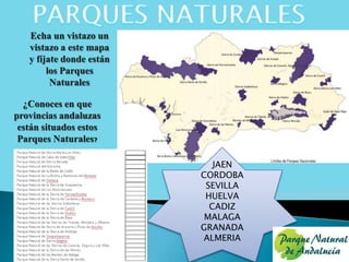 Echa un vistazo un
vistazo a este mapa
y fíjate donde están
los Parques
Naturales
¿Conoces en que
provincias andaluzas
están situados estos
Parques Naturales?
JAEN
CORDOBA
SEVILLA
HUELVA
CADIZ
MALAGA
GRANADA
ALMERIA
 
