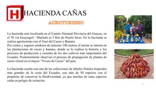 HACIENDA CAÑAS
La hacienda esta localizada en el Cantón Naranjal Provincia del Guayas, en
el 70 vía Guayaquil - Machala (a 3 Km de Puerto Inca). En la hacienda se
realiza agroturismo con el Tour del Cacao y Banano.
Por cortos y seguros senderos de máximo 100 metros el turista se interna en
las plantaciones de cacao y banano, donde se le explica la historia y los
procesos de producción y cosecha de los dos cultivos más importantes del
Ecuador. Posteriormente observan el proceso de propagación de plantas de
cacao clonal en el mayor “Vivero de Cacao” del país.
La hacienda cuenta con una de las colecciones de árboles frutales tropicales
más grandes de la costa del Ecuador, con más de 50 especies con el
propósito de conservar la Biodiversidad, ya que muchas de estas especies
están en peligro de extinción.
11
 