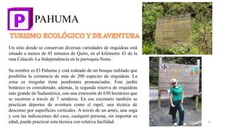 PAHUMA
Un sitio donde se conservan diversas variedades de orquídeas está
situado a menos de 45 minutos de Quito, en el kilómetro 43 de la
ruta Calacalí–La Independencia en la parroquia Nono.
Su nombre es El Pahuma y está rodeado de un bosque nublado que
posibilita la existencia de más de 200 especies de orquídeas. La
zona es irregular tiene pendientes pronunciadas. Este jardín
botánico es considerado, además, la segunda reserva de orquídeas
más grande de Sudamérica, con una extensión de 650 hectáreas que
se recorren a través de 7 senderos. En ese escenario también se
practican deportes de aventura como el rapel, una técnica de
descenso por superficies verticales. A través de un arnés, una soga
y con las indicaciones del caso, cualquier persona, sin importar su
edad, puede practicar esta técnica con relativa facilidad. 18
 