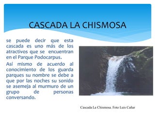 CASCADA LA CHISMOSA
se puede decir que esta
cascada es uno más de los
atractivos que se encuentran
en el Parque Podocarpus.
Así mismo de acuerdo al
conocimiento de los guarda
parques su nombre se debe a
que por las noches su sonido
se asemeja al murmuro de un
grupo       de      personas
conversando.
                               Cascada La Chismosa. Foto Luis Cañar
 