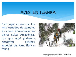 AVES EN TZANKA

Este lugar es uno de los
más visitados de Zamora,
es como encontrarse en
plena selva Amazónica,
por que aquí podemos
encontrar        algunas
especies de aves, flora y
fauna.
                            Papagayos en Tzanka Foto Luis Cañar
 