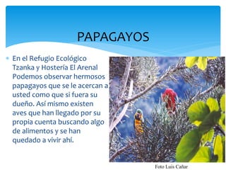 PAPAGAYOS
 En el Refugio Ecológico
  Tzanka y Hostería El Arenal
  Podemos observar hermosos
  papagayos que se le acercan a
  usted como que si fuera su
  dueño. Así mismo existen
  aves que han llegado por su
  propia cuenta buscando algo
  de alimentos y se han
  quedado a vivir ahí.


                                  Foto Luis Cañar
 