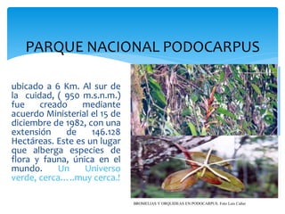 PARQUE NACIONAL PODOCARPUS

ubicado a 6 Km. Al sur de
la cuidad, ( 950 m.s.n.m.)
fue    creado    mediante
acuerdo Ministerial el 15 de
diciembre de 1982, con una
extensión    de     146.128
Hectáreas. Este es un lugar
que alberga especies de
flora y fauna, única en el
mundo.     Un     Universo
verde, cerca…..muy cerca.!

                               BROMELIAS Y ORQUIDEAS EN PODOCARPUS. Foto Luis Cañar
 